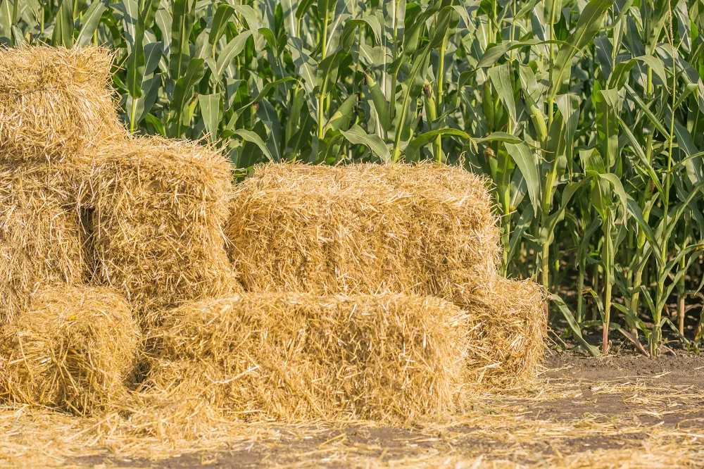 vente de paille et foin (3)