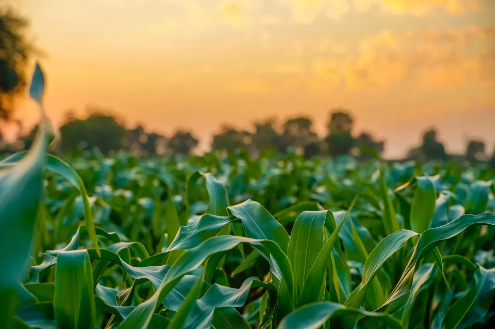 Fertilisation de terrain agricole près de Ans
